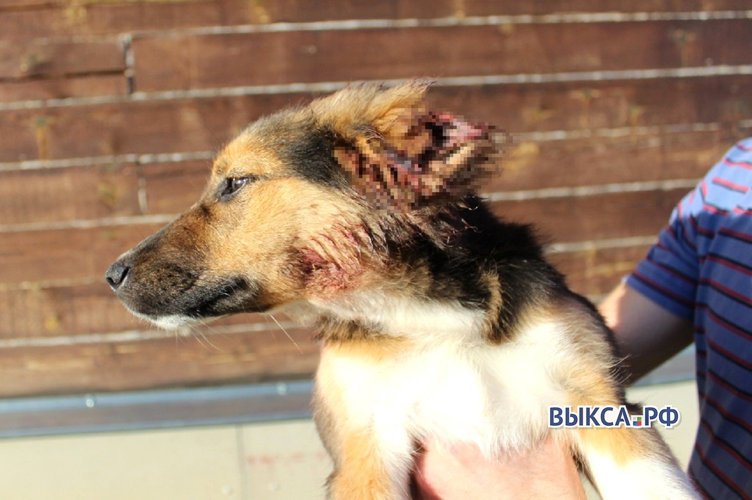 Живодёры отрезали уши и хвост собаке